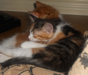 cat 3 cat 3